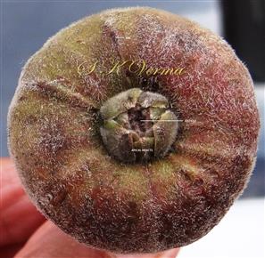  Hypanthodium